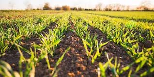 Crop Production Inputs